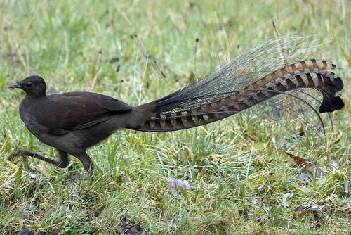 سبحان الله طائر Lyrebird يقلد صوت المنشار والكاميرا